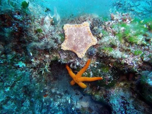Scuba diving in Rhodes · photo 2