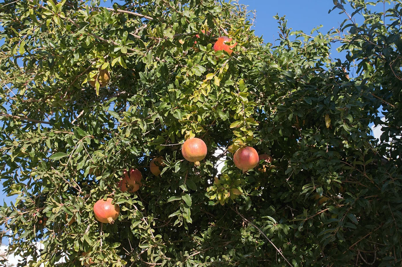 Aegiali, Greece